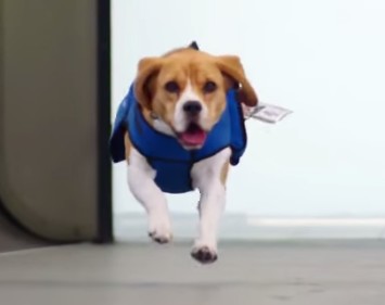KLM recrute un chien pour retrouver les propriétaires d’objets perdus (Vidéo)