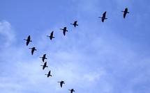 Des oiseaux endommagent un des deux tubes de pitot d'un avion de Royal Air Maroc