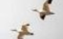 Le Maroc sécurisera ses aéroports